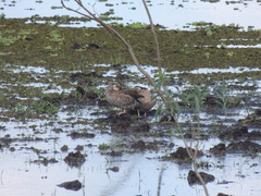Callonetta leucophrys