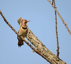 Colaptes auratus luteus