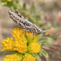 Melanoplus cinereus