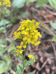 Draba helleriana