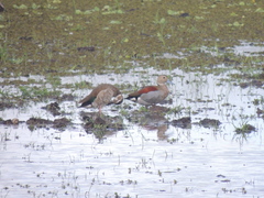 Callonetta leucophrys