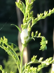 Lepyronia quadrangularis