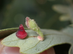 Atrusca clavuloides