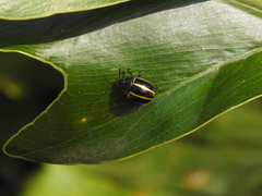 Desmogramma