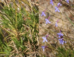 Lobelia tomentosa