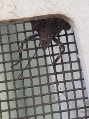 Brochymena quadripustulata