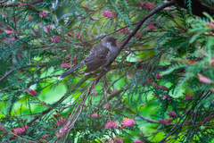 Anthochaera chrysoptera