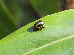 Desmogramma