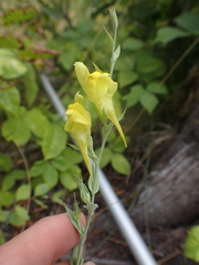 Linaria
