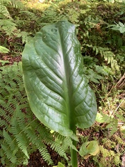 Lysichiton americanus