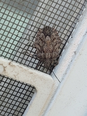 Brochymena quadripustulata