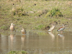 Callonetta leucophrys