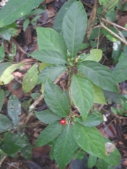 Psychotria