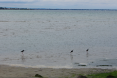 Himantopus leucocephalus