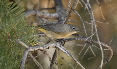 Leiothlypis virginiae