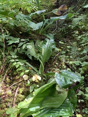 Lysichiton americanus