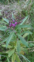 Vernonia