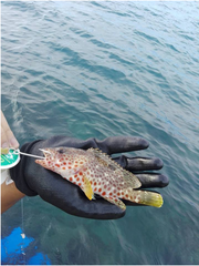 Epinephelus adscensionis