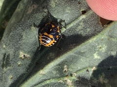 Murgantia histrionica