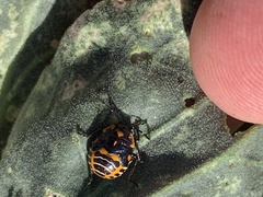 Murgantia histrionica