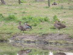 Callonetta leucophrys