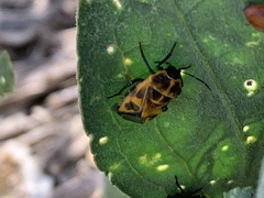 Murgantia histrionica