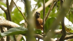 Tachyphonus coronatus