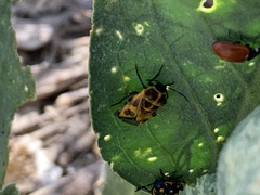 Murgantia histrionica