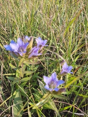 Gentiana puberulenta