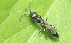 Aculeata