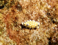 Goniobranchus vibratus