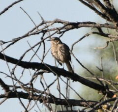 Oreoscoptes montanus