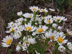 Senecio juergensii