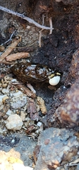 Sceloporus occidentalis