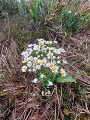 Senecio juergensii