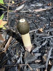 Phallus ravenelii