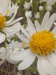 Senecio juergensii
