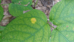 Xanthomonas campestris