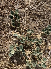 Malvella leprosa