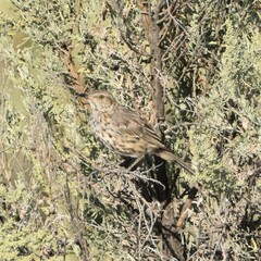 Oreoscoptes montanus