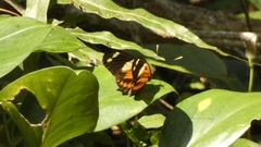 Heliconiini