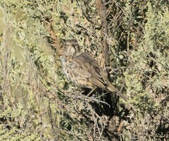 Oreoscoptes montanus