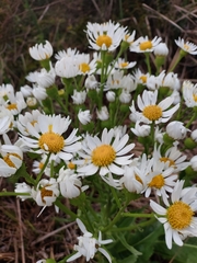 Senecio juergensii