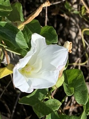 Calystegia purpurata