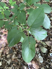 Rhamnus