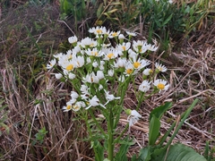 Senecio juergensii
