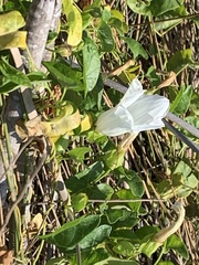 Calystegia purpurata