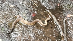 Agkistrodon piscivorus
