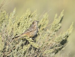 Oreoscoptes montanus