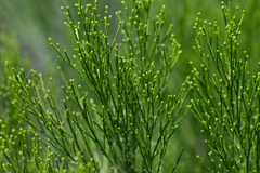 Baccharis sarothroides